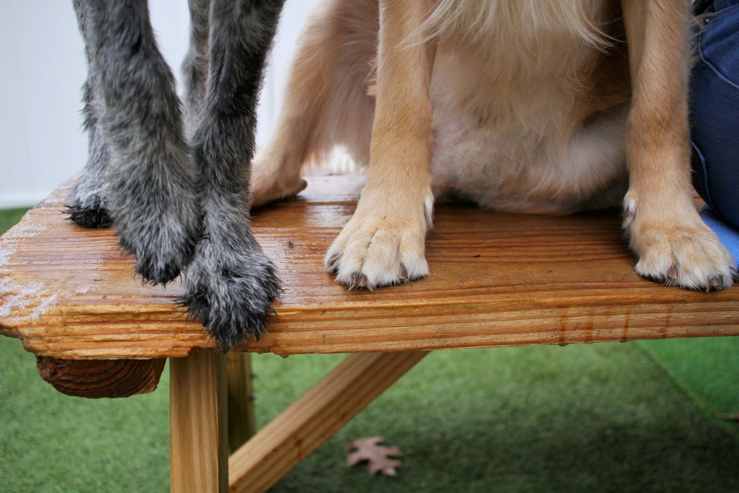 Recognize joint pain in older dogs